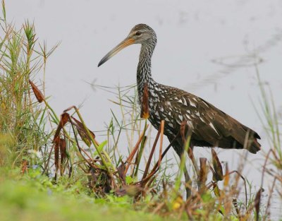 Limpkin (Aramus guarauna)