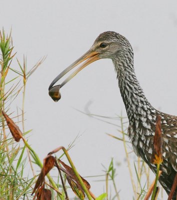 Limpkin (Aramus guarauna)