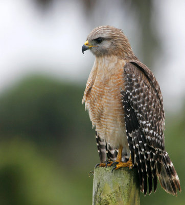 Red-shouldered Hawk (Buteo lineatus)