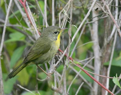 Common Yellowthroat (Geothlypis trichas)