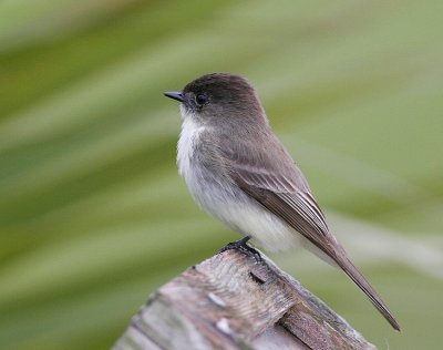 Eastern Phoebe (Sayornis phoebe)