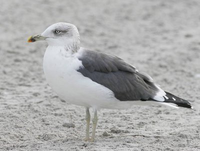 Lesser Black-backed Gull (Larus fuscus graellsii)