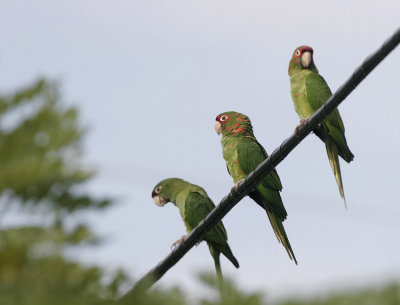 Mitred Parakeet (Aratinga mitrata)