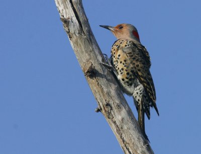 Northern Flicker (Colaptes auratus)