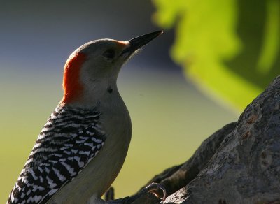 Red-bellied Woodpecker (Melanerpes carolinus)