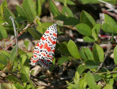 Bella Moth (Utetheisa ornatrix)
