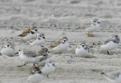 Piping Plovers (Charadrius melodus)