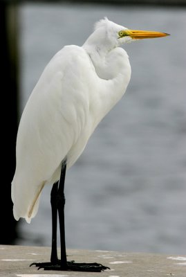 Great Egret (Ardea alba egretta)
