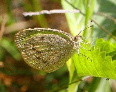 Barred Sulphur (Eurema daira)