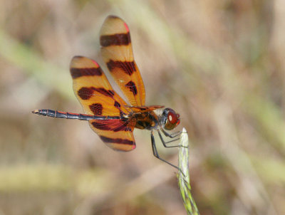 Halloween Pennant (Celithemis eponina)