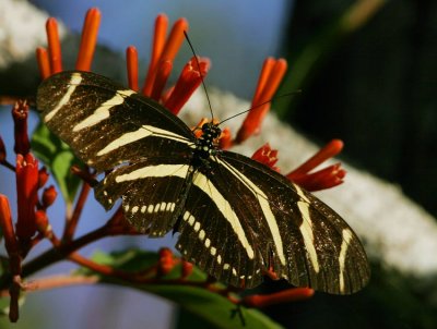 Zebra Longwing (Heliconius charitonius)