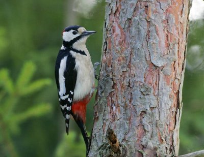 Great Spotted Woodpecker (Dendrocopus major)