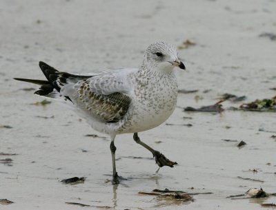 Ring-billed Gull (Larus delawarensis)