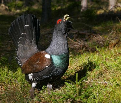 Capercaillie (Tetrao urogallus)