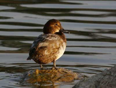 Pochard (Aythya ferina)