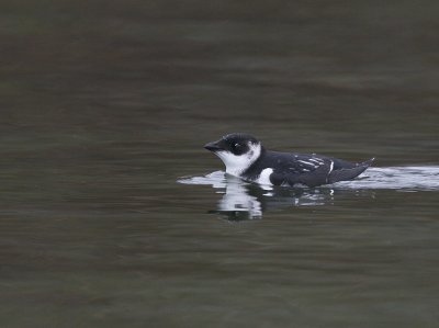 Little Auk (Alle alle)