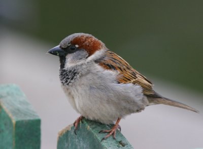 House Sparrow (Passer domesticus)