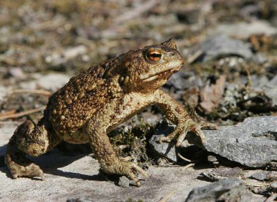 Common Toad (Bufo bufo)