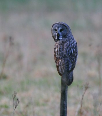 Great Grey Owl (Strix nebulosa)