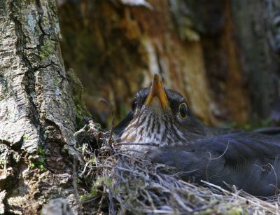 Blackbird (Turdus merula)