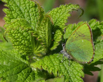 Grnsnabbvinge (Callophrys rubi)