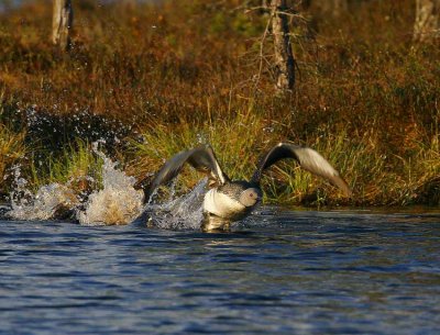 Red-throated Diver (Gavia stellata)