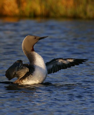 Red-throated Diver (Gavia stellata)