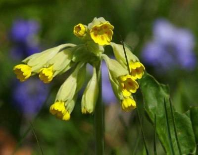 Gullviva (Primula veris)