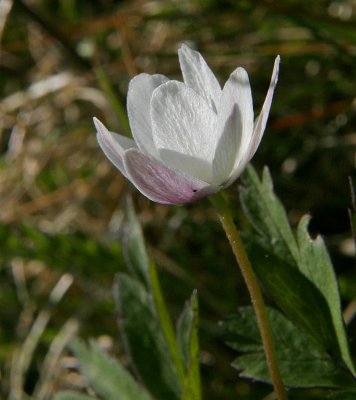 Vitsippa (Anemone nemorosa)