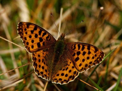 Storflckig prlemorfjril (Issoria lathonia)