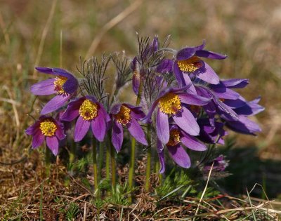 Backsippa (Pulsatilla vulgaris)