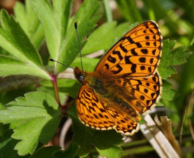 Prydlig prlemorfjril (Boloria euphrosyne)