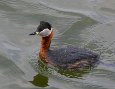 Red-necked Grebe (Podiceps grisegena)