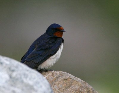 Barn Swallow (Hirundo rustica)