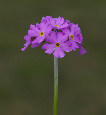 Majviva (Primula farinosa)