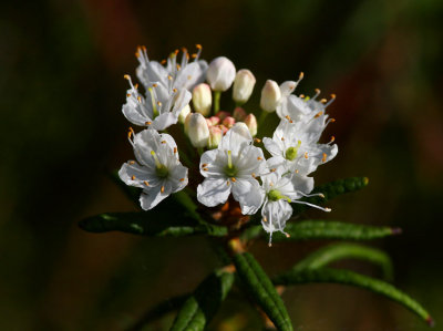 Skvattram (Rhododendron tomentosum)