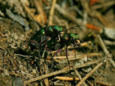 Grön sandjägare (Cicindela campestris)