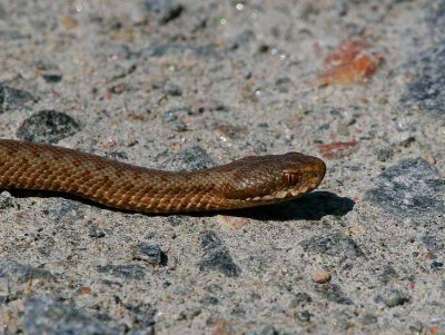 Common European Adder (Vipera berus)