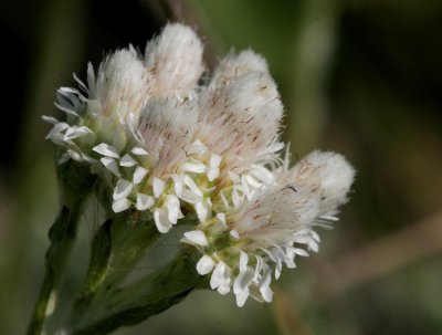 Kattfot (Antennaria dioica)