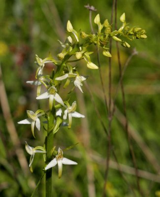 Nattviol (Platanthera bifolia)