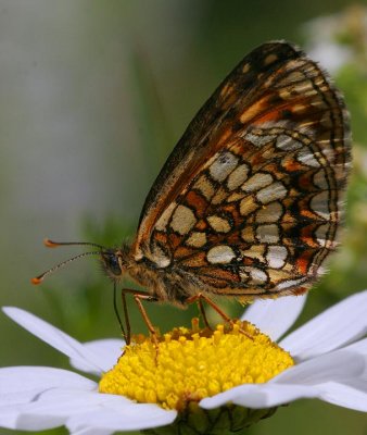 Veronikantfjril (Melitaea britomartis)