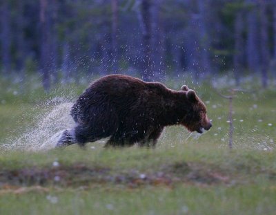 Brown Bear (Ursus arctos)