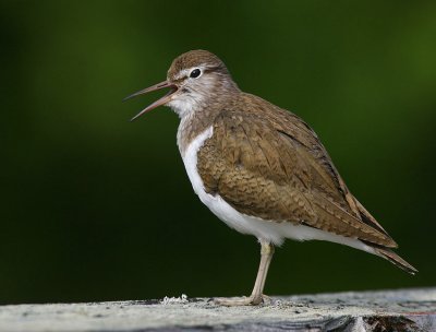 Common Sandpiper (Actitis hypoleucos)