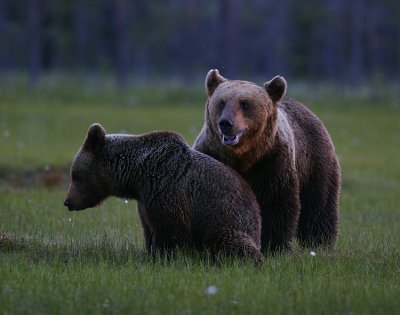 Brown Bear (Ursus arctos)