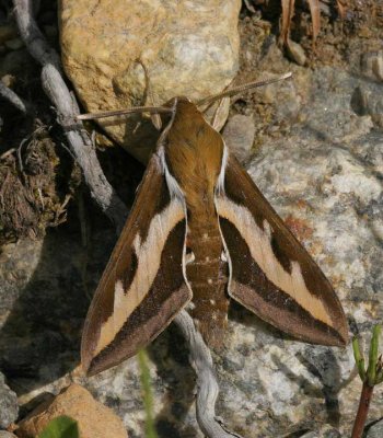 Brunsprtad skymningssvrmare (Hyles gallii)