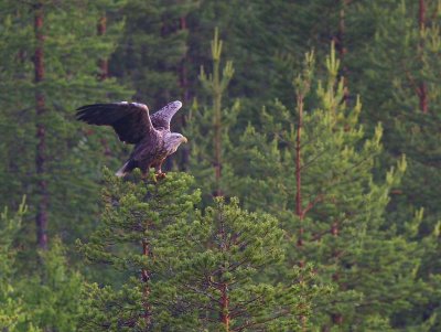 White-tailed Eagle (Haliaeetus albicilla)