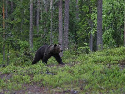 Brown Bear (Ursus arctos)