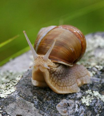 Burgundy Snail (Helix pomatia)