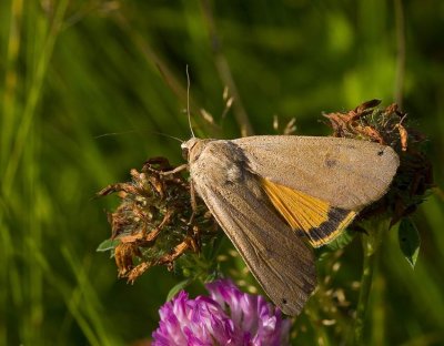 Allmnt bandfly (Noctua pronuba)