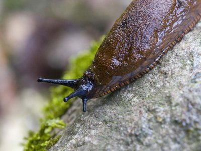 Spansk skogssnigel (Arion lusitanicus)